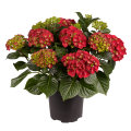 Hortensia i 17 cm potte